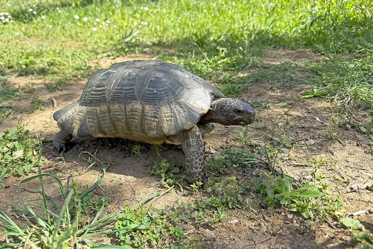 Tortue bordée marchant sur un sol herbeux