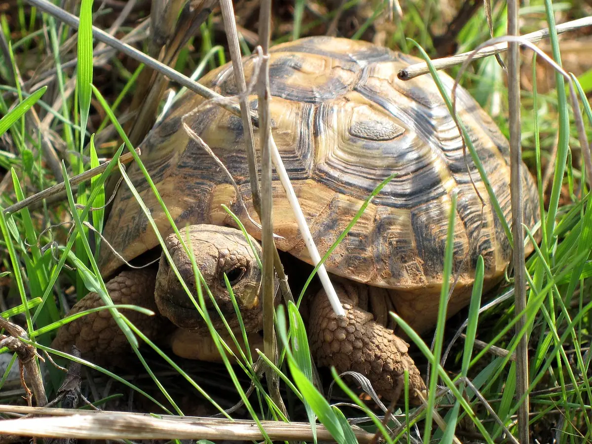 Tortue d’Hermann dans l’herbe