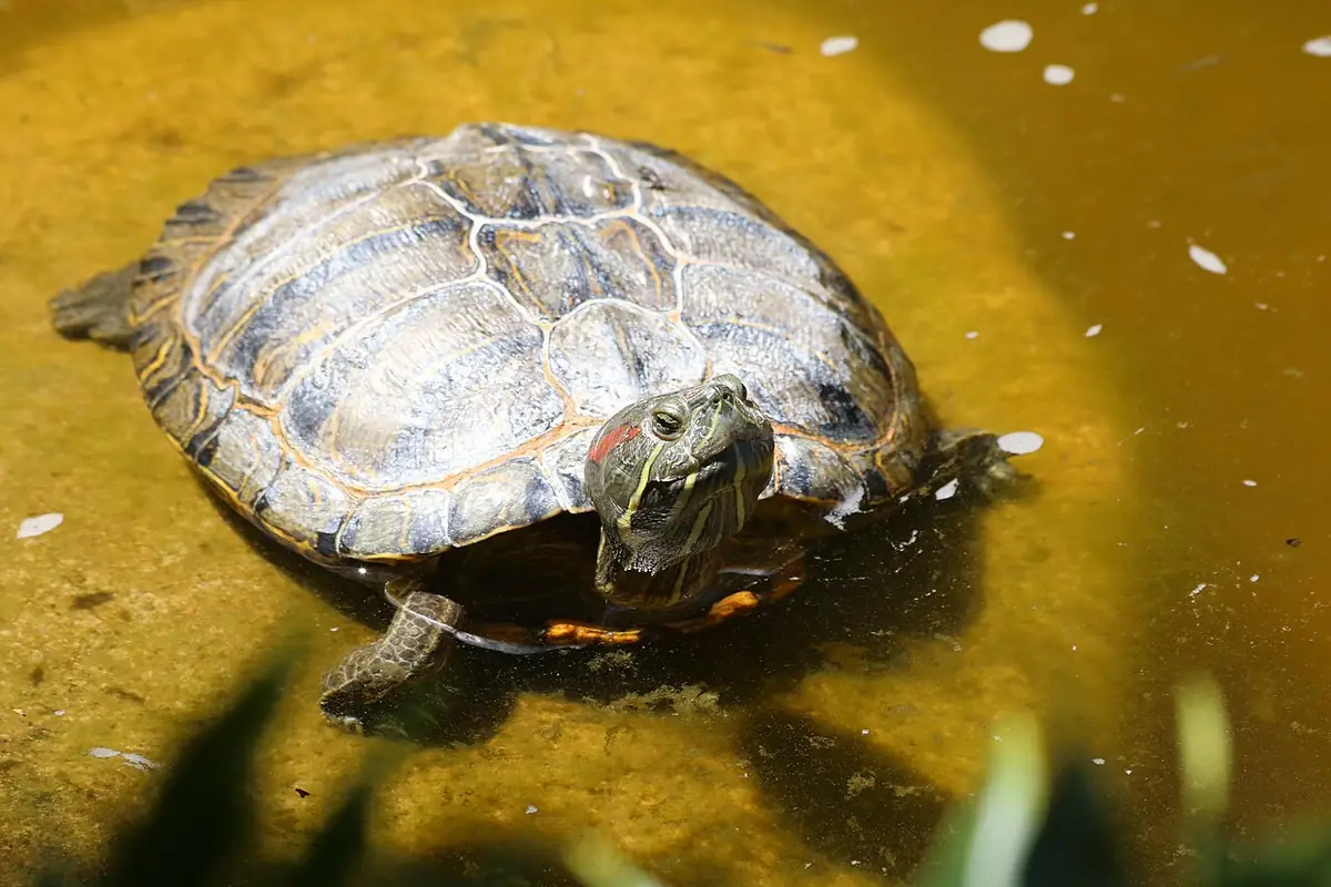 Tortue de Floride à demi immergée dans un bassin