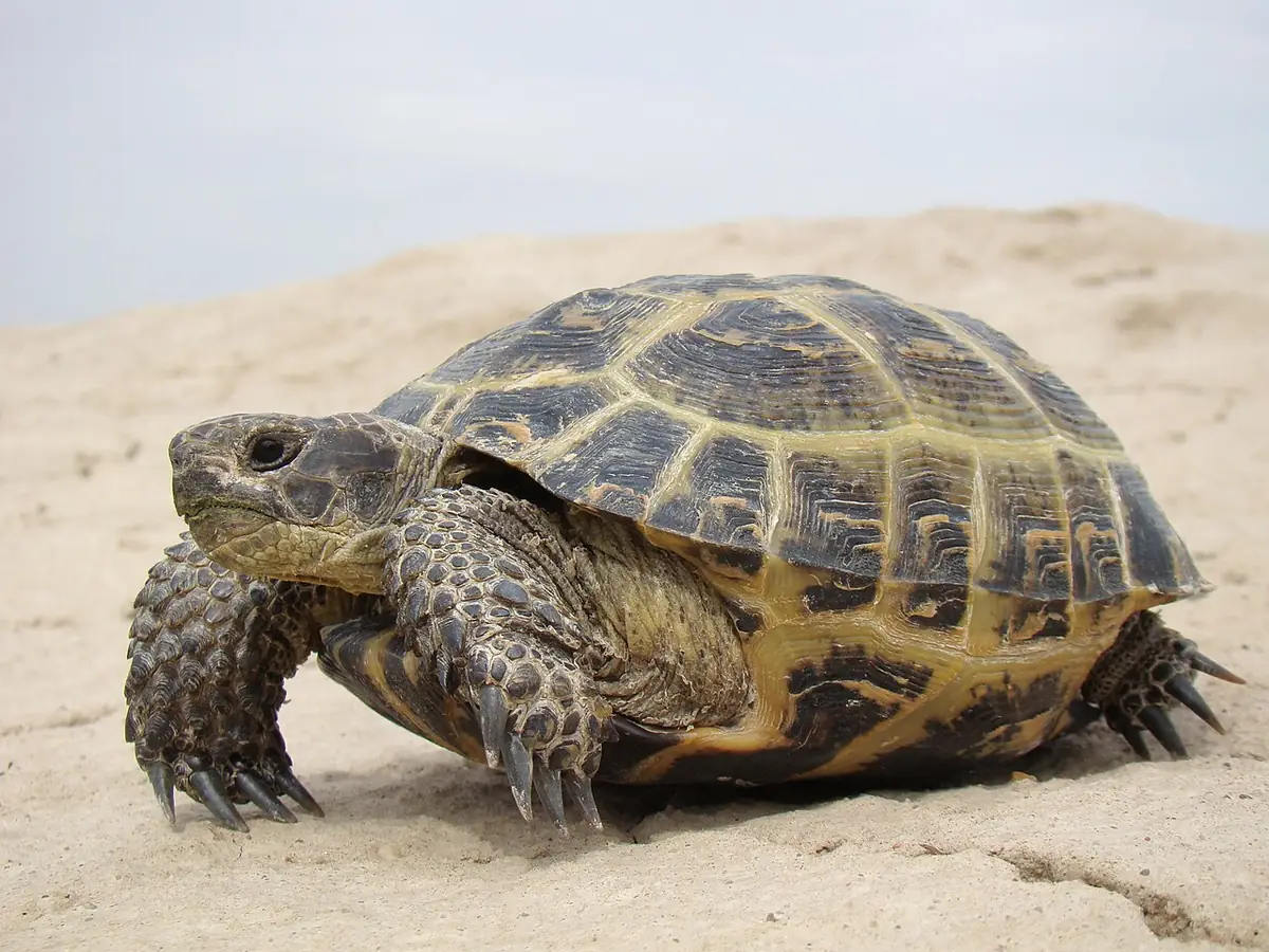 Tortue des steppes sur le sable