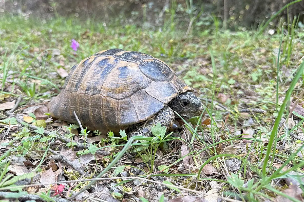 Tortue grecque marchant dans une prairie