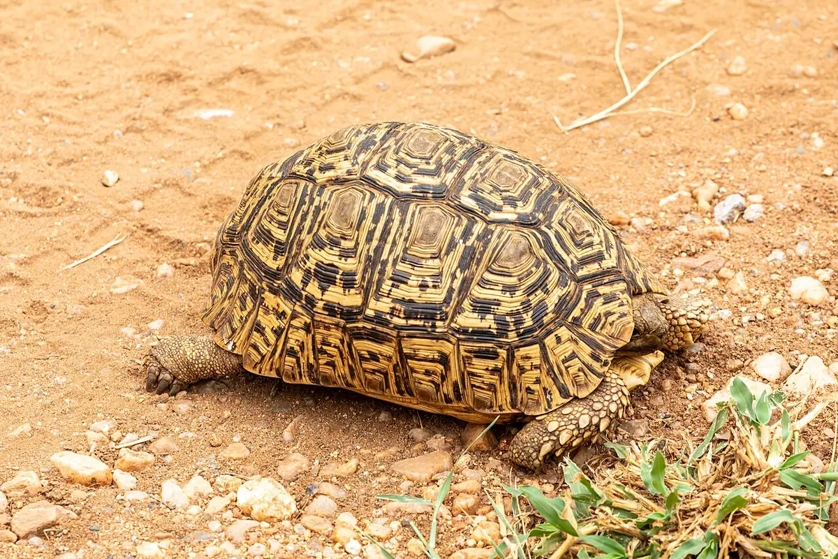 Tortue léopard sur un sol sableux