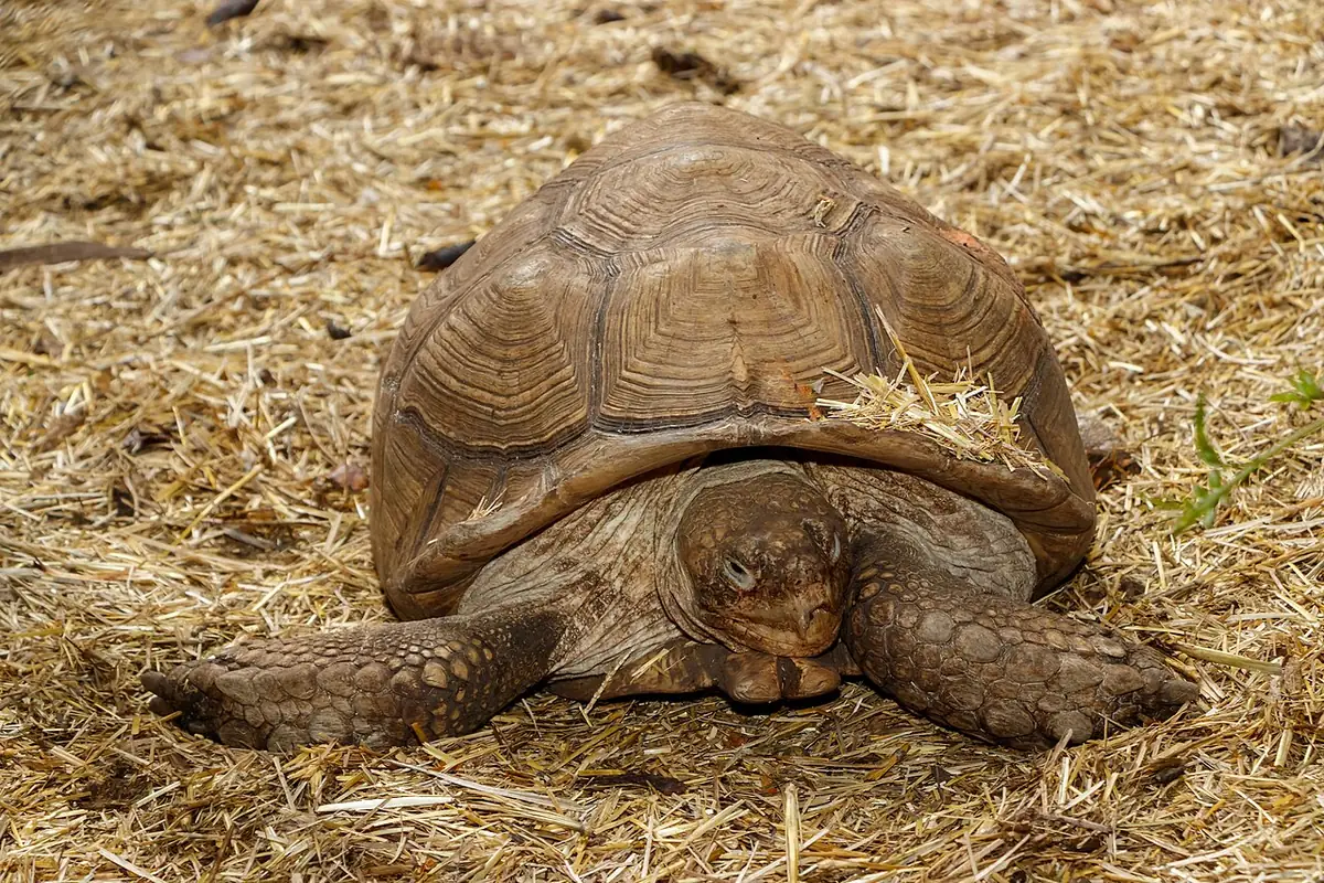 Tortue sulcata allongée sur de la paille